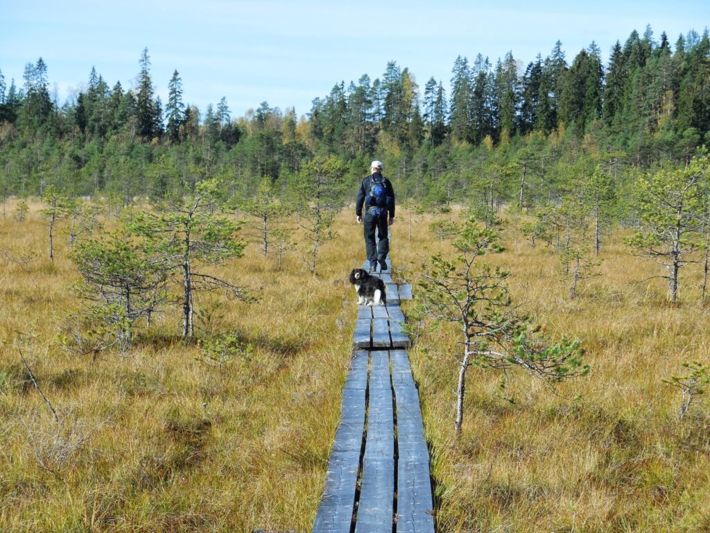 Ihminen ja koira kävelevät suoalueen pitkospuilla