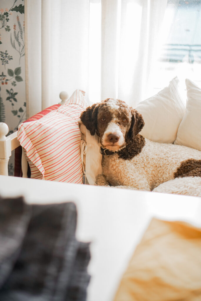 Koira istuu huoneen sohvalla, jossa raidallinen koristetyyny