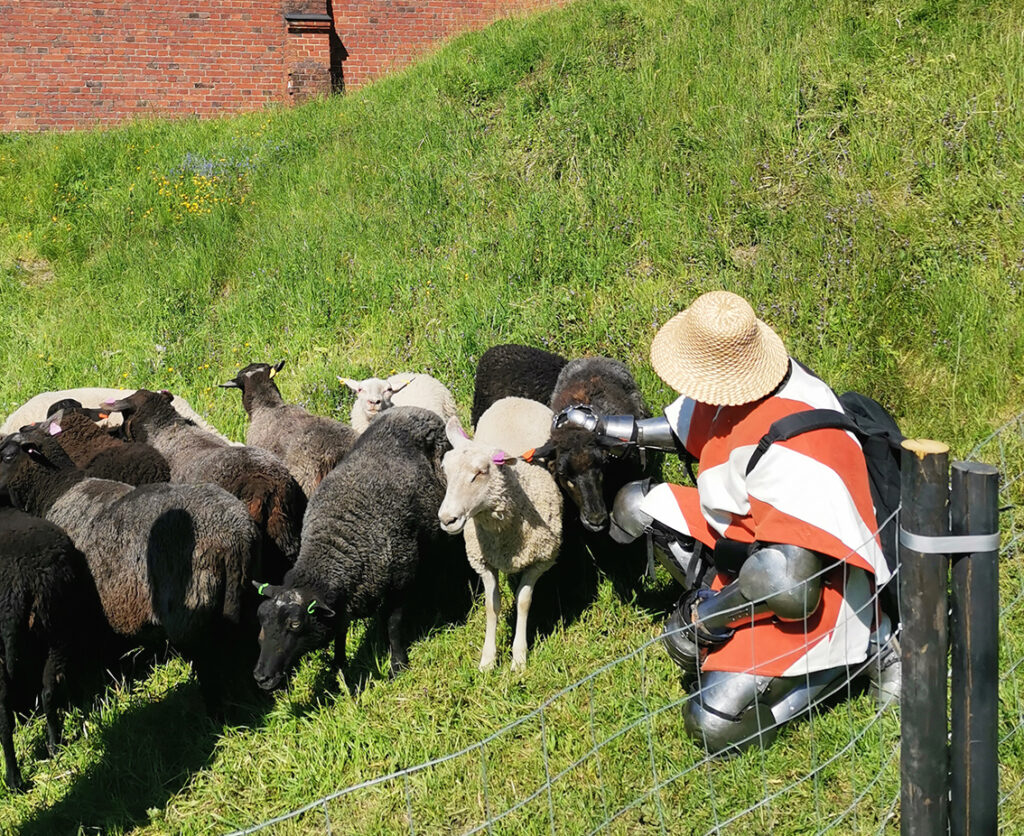 ritari silittämässä lampaita Hämeen linnan vallirinteillä