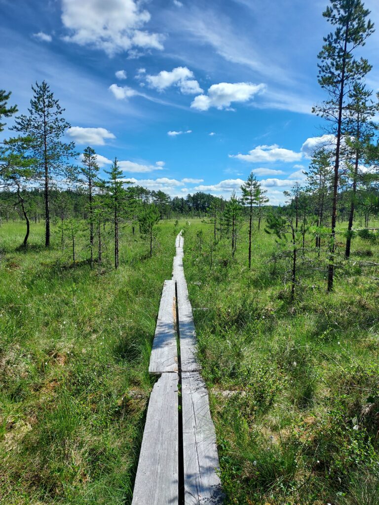 Puiset pitkospuut. jotka kulkevat suolla