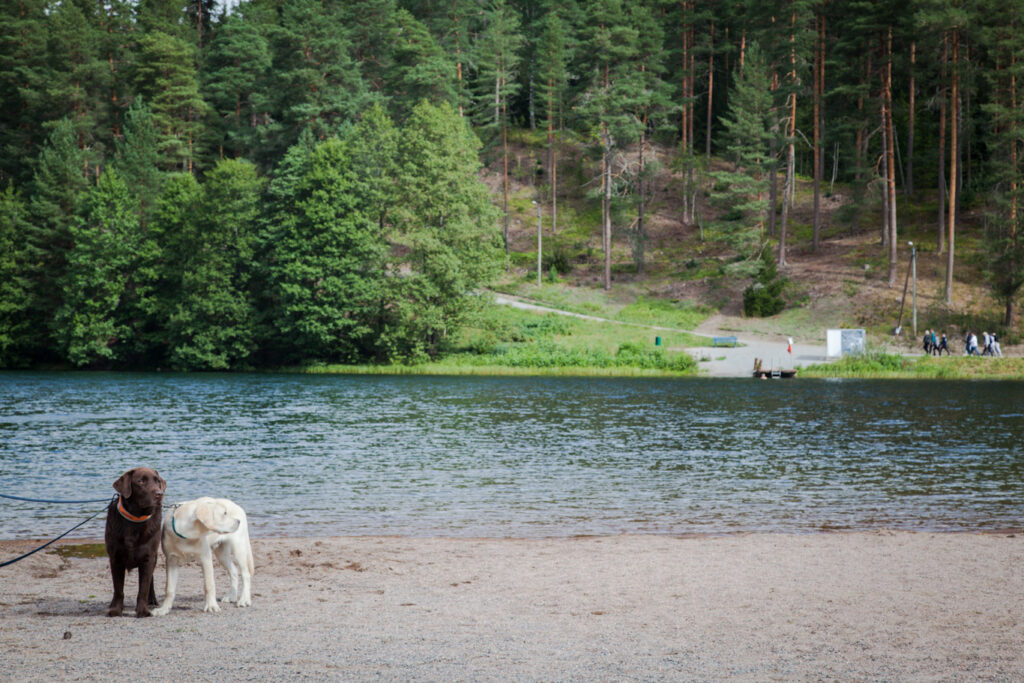 Kaksi koiraa seisoo järven rannalla. 
