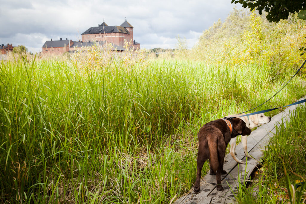 Kaksi koiraa kävelee pitkospuita pitkin, taustalla näkyy punatiilinen vanha Hämeen linna. 