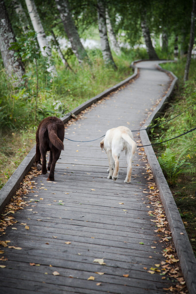 Kaksi koiraa kävelee pitkospuita pitkin.