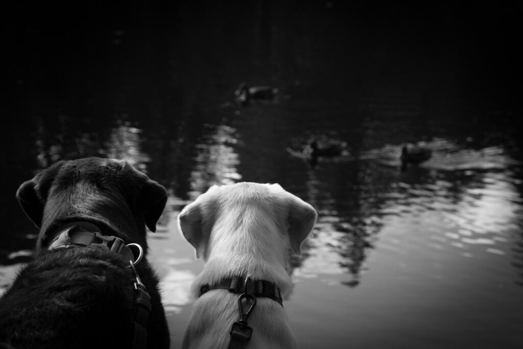 Kaksi koiraa istuu rinnakkain järven rannalla. 