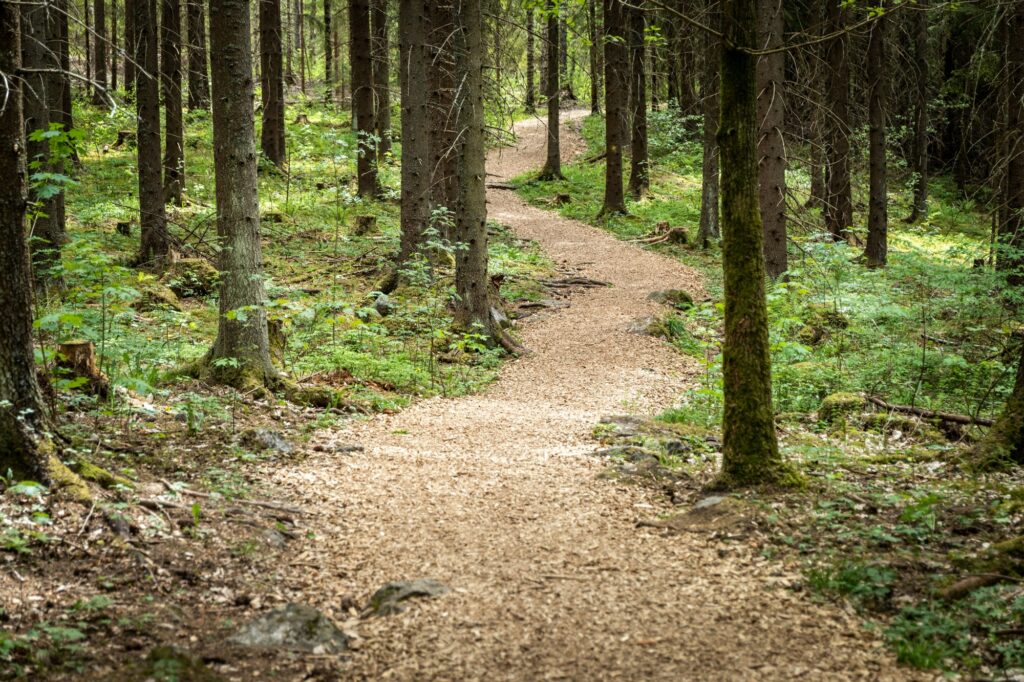 Metsäpolku kiemurtelee puiden välissä.