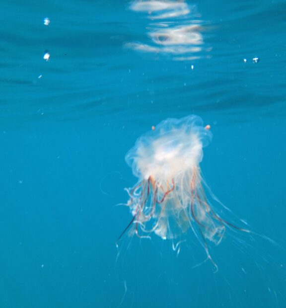 Vaalea meduusa lähellä veden pintaa.