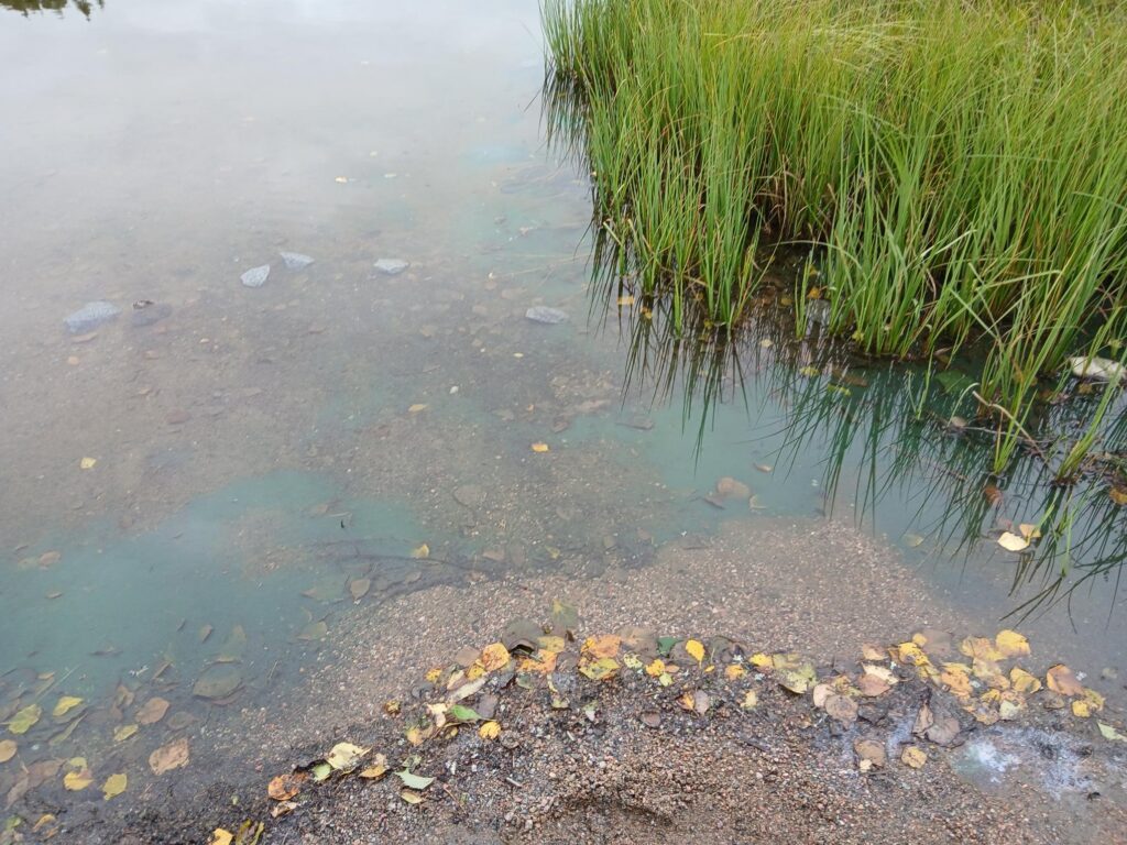 sinilevää Ahvenistonjärvellä syyskuussa 2025