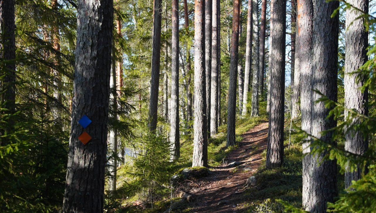 Polku kulkee metsään. Puussa on kaksi reittimerkintää.