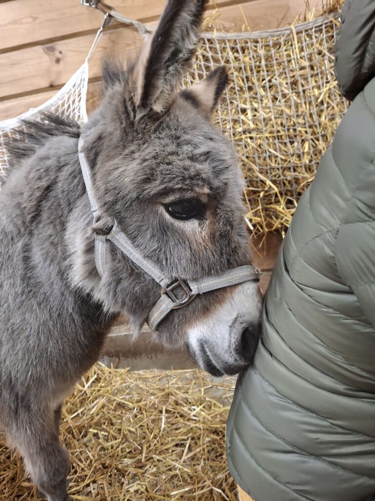 Aasi nojaa turvallaan edessä istuvan ihmisen selkää vasten.