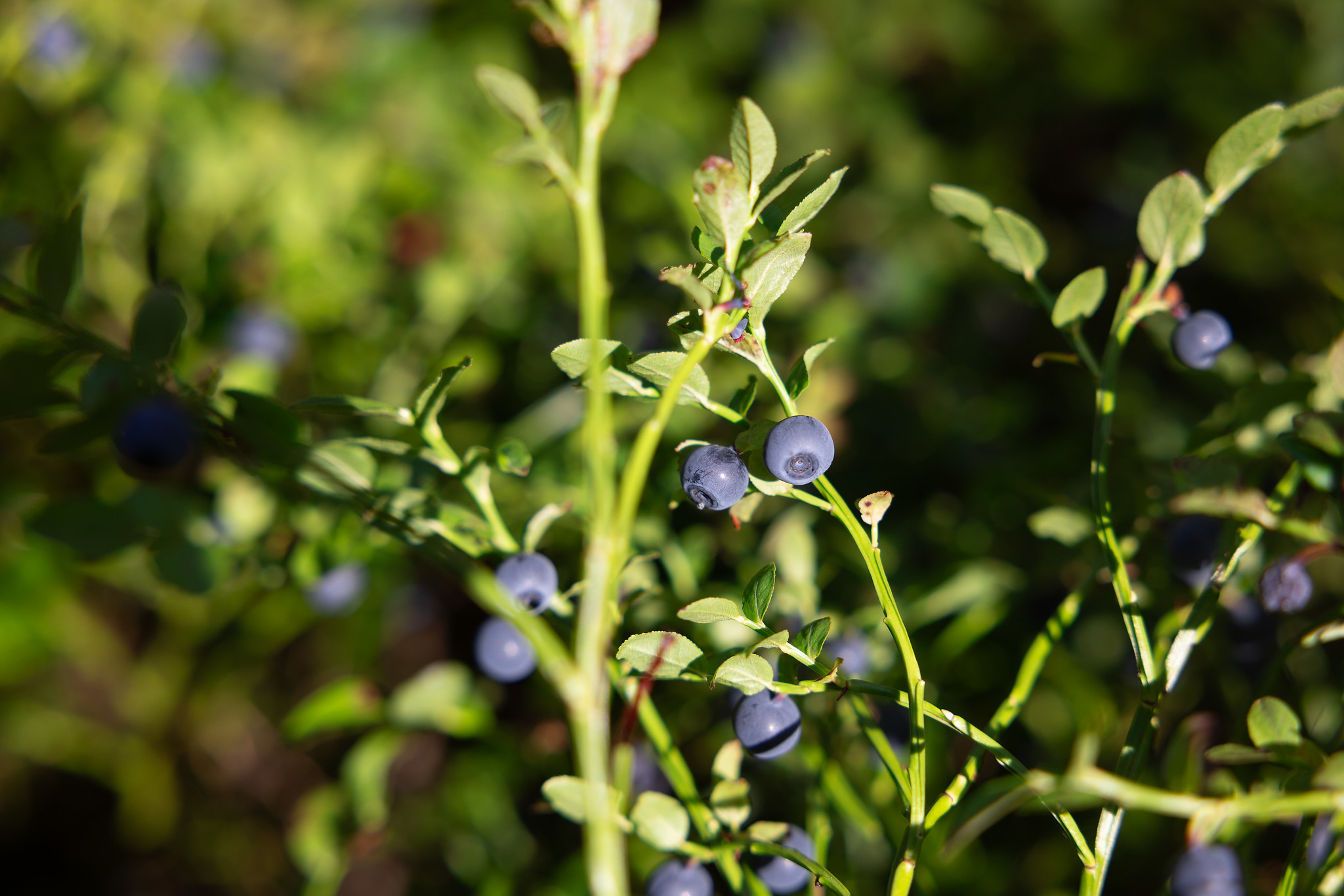 Close-up of blueberries in the forest.