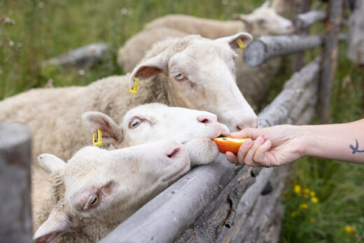 Person feeding sheep at Iloranta in Hauho.