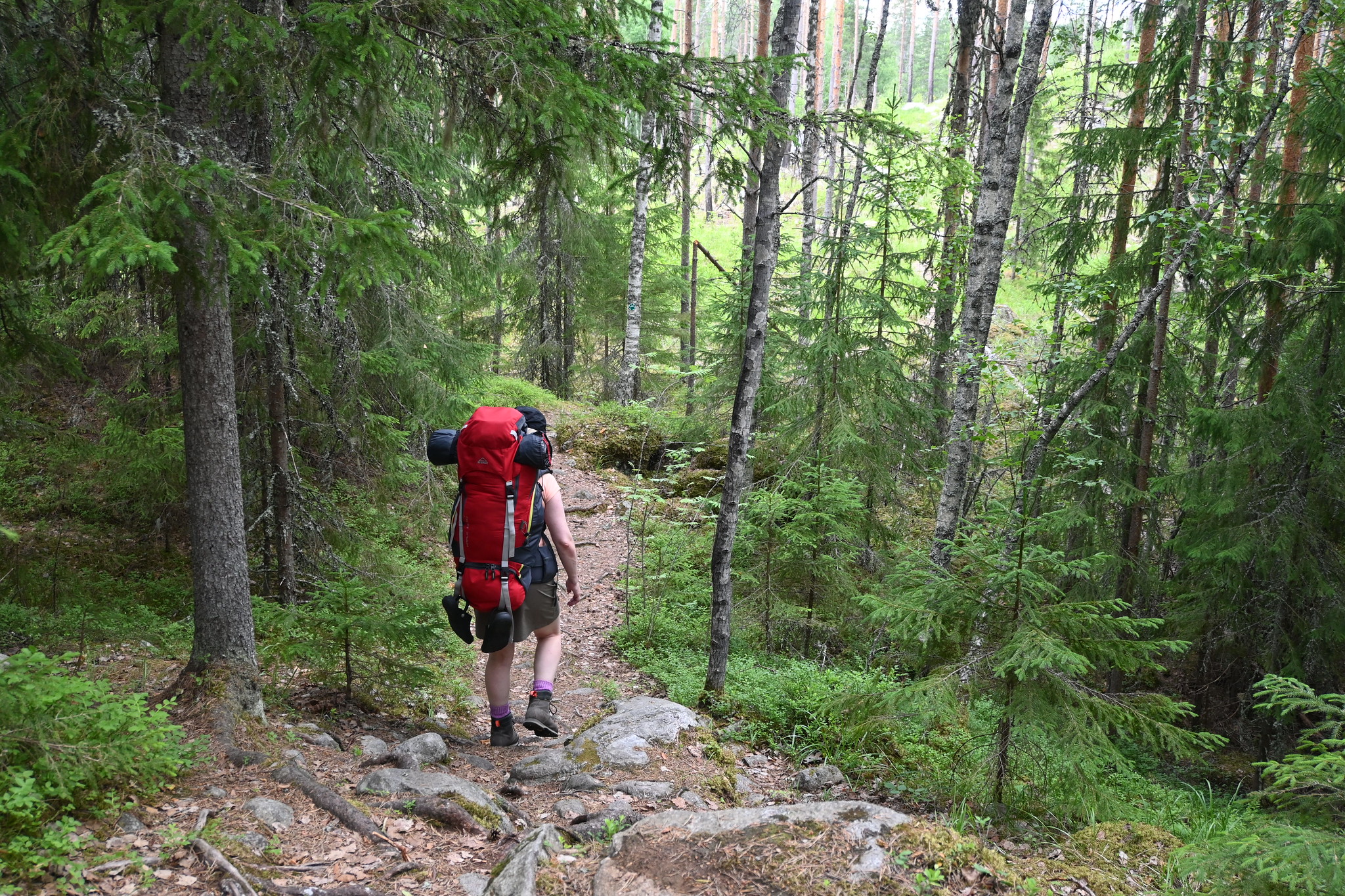 A hiker walking along a forest trail in Evo.