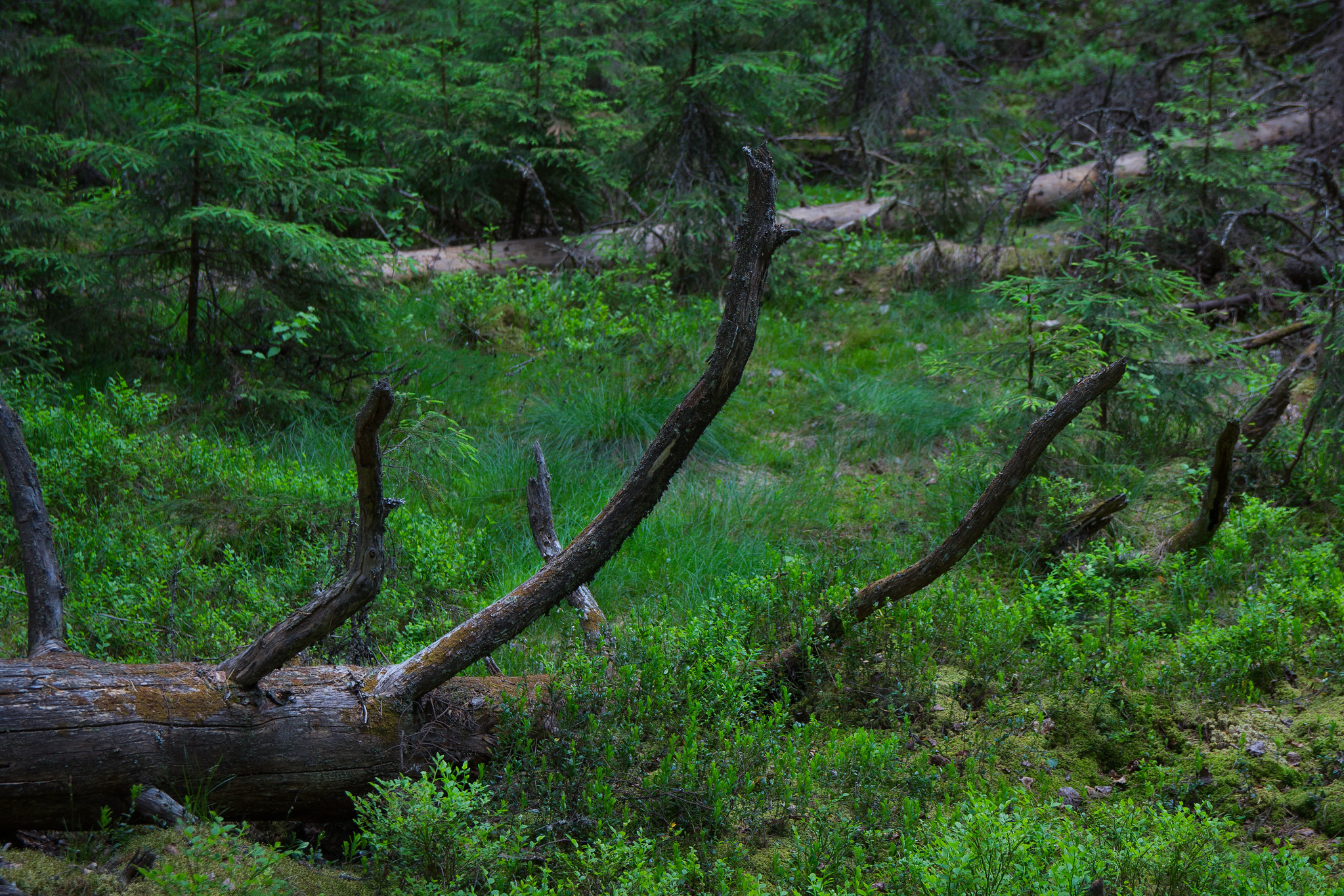 Fallen trees in the forest.