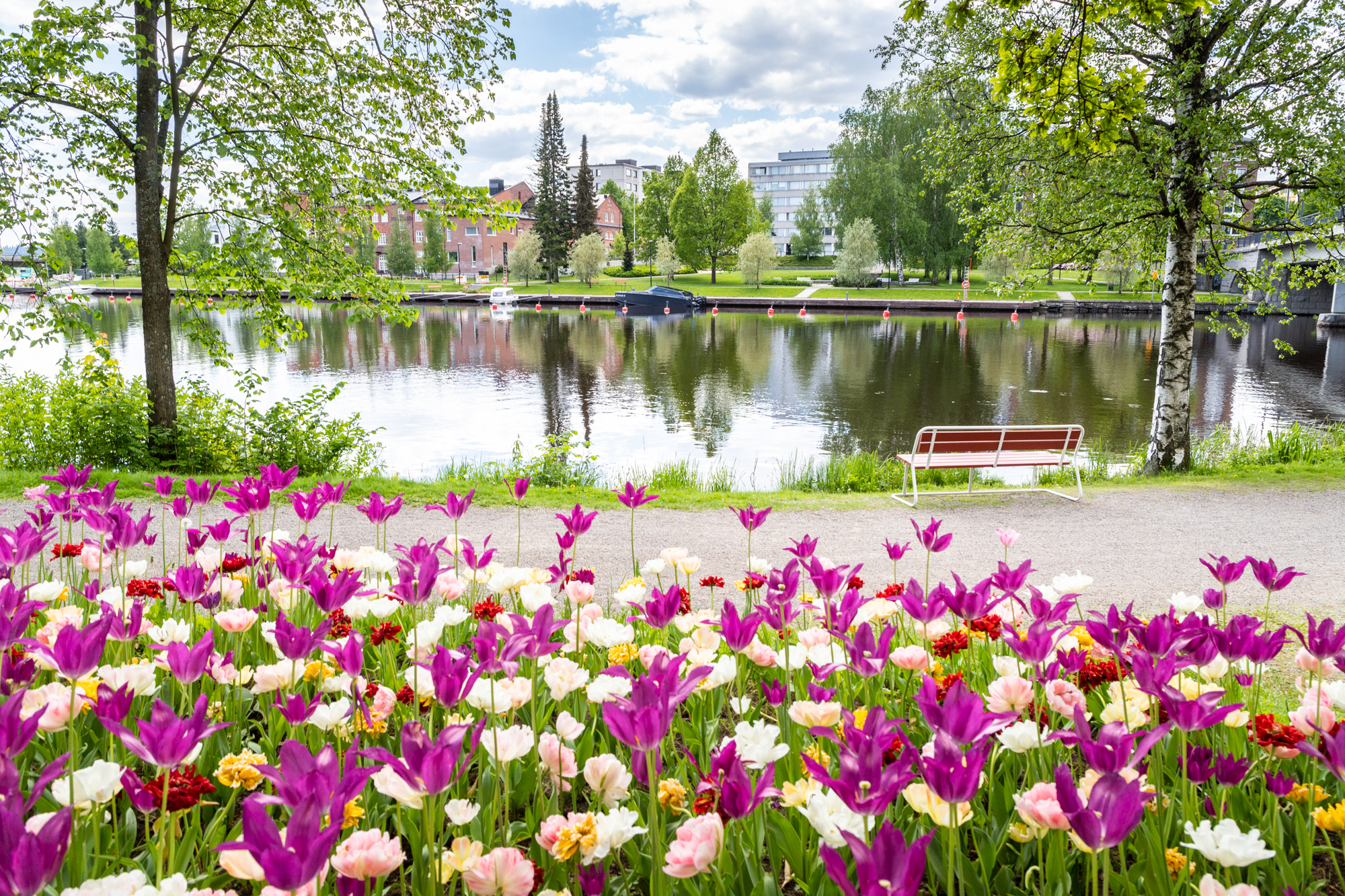 View from Pinella Park to Lake Vanajavesi, with flowers in the foreground.