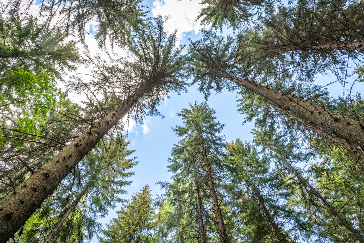 Tree tops photographed from the ground at height.