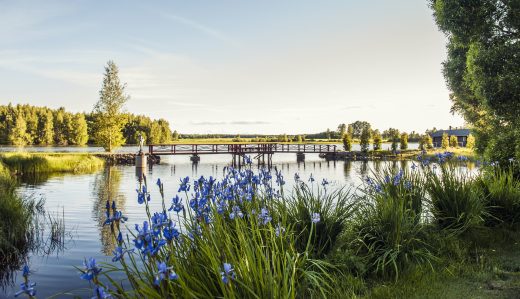 Lakeside scenery at Uiskola. Blue flowers with a summery lake view in the background. A wooden bridge crosses a narrow bay.
