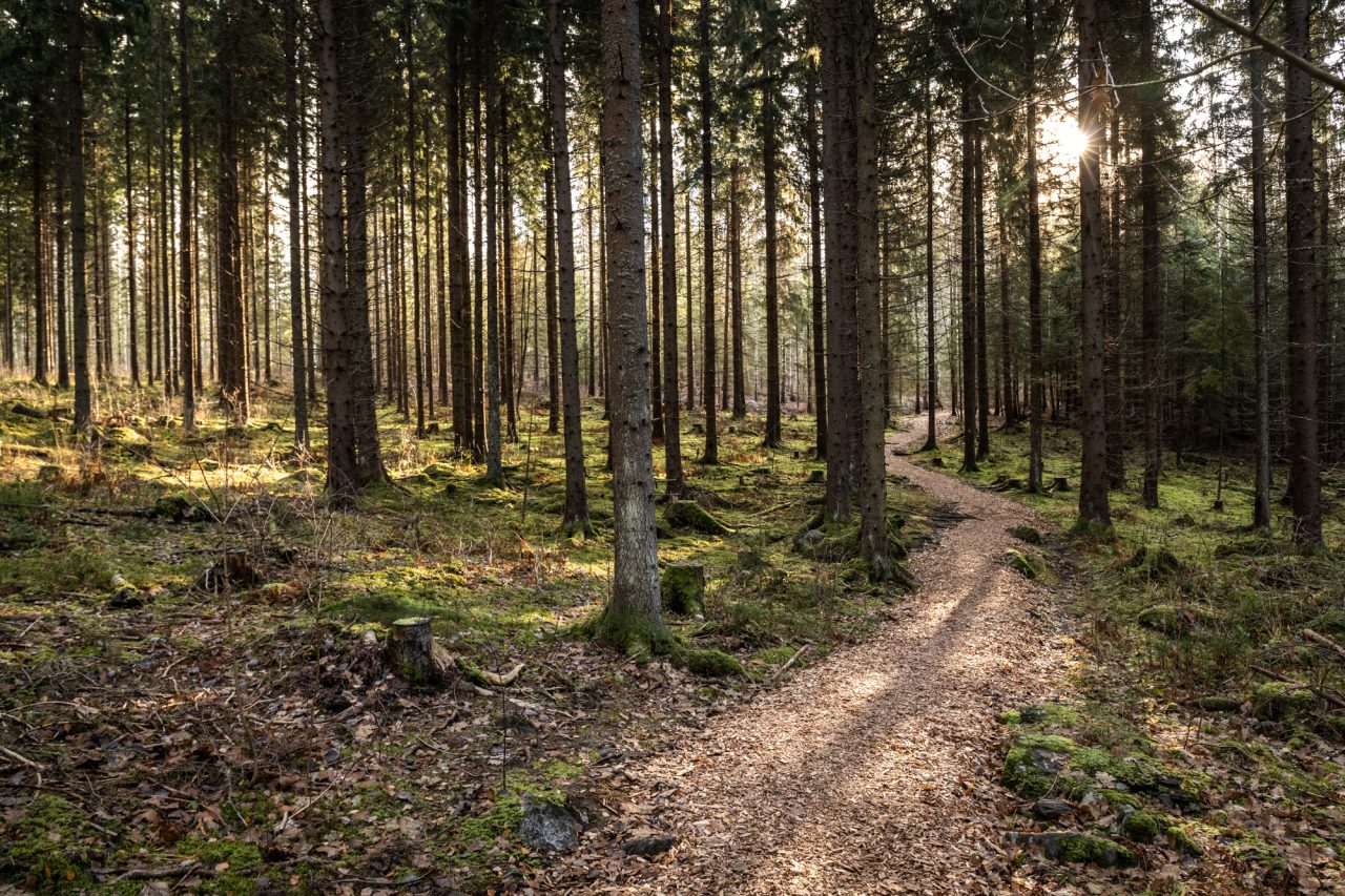 Path amidst conifers in Sibelius Forest.