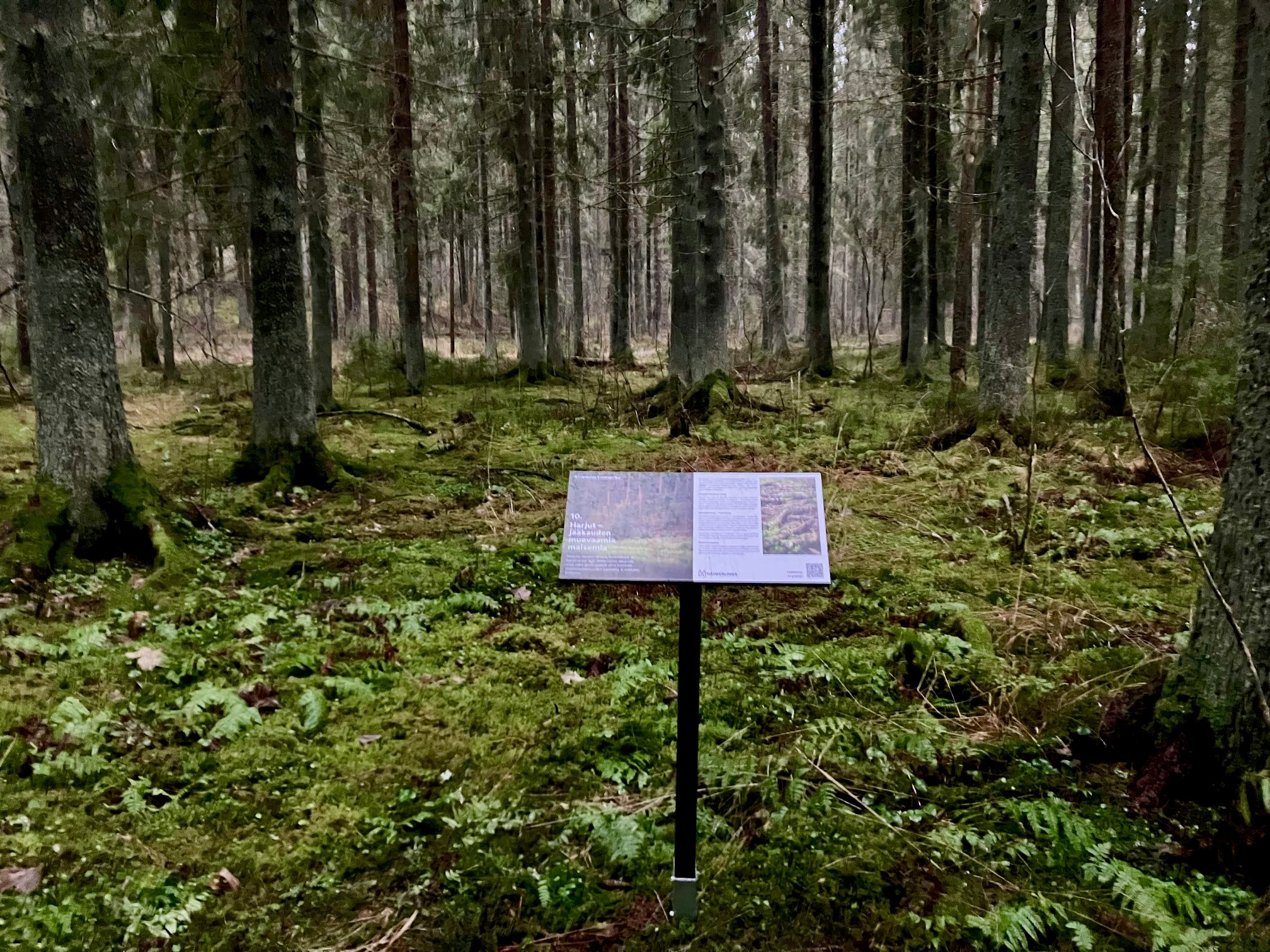 Luontopolun opastaulu edessä ja takana vanha kuusikko