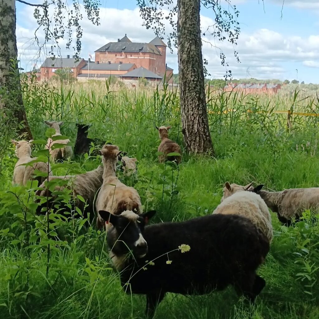 Lampaat laiduntavat Varikonniemessä