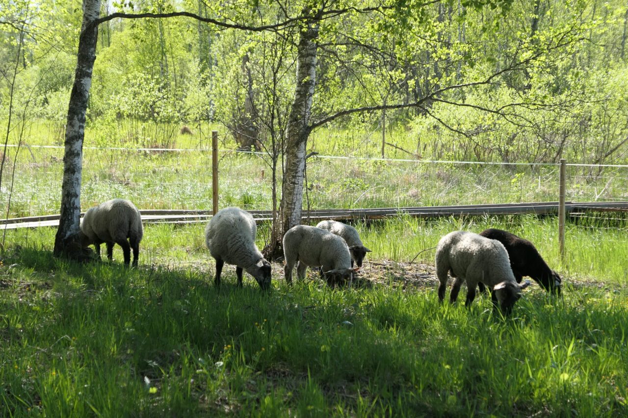 Honkalanrannan lampaat.