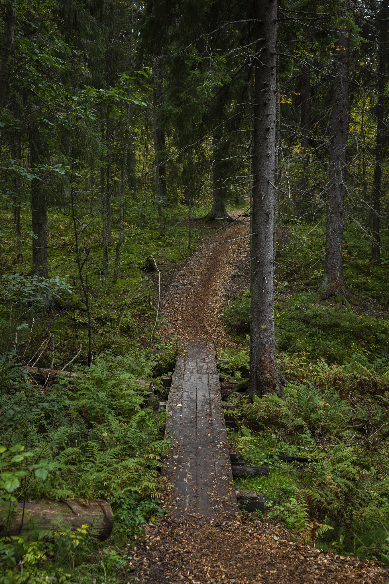 Polku Sibeliuksen metsässä Aulangolla.