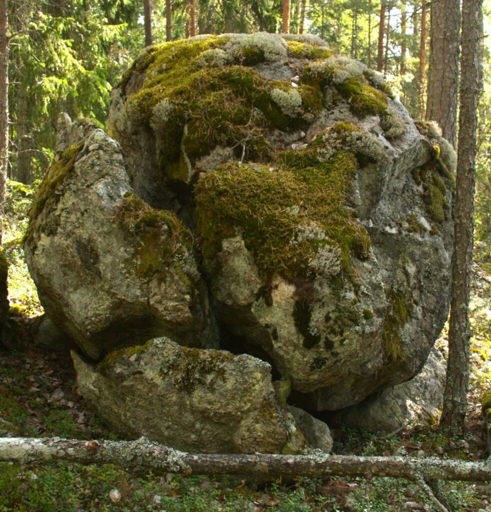 A cracked, round glacial erratic in the forest.