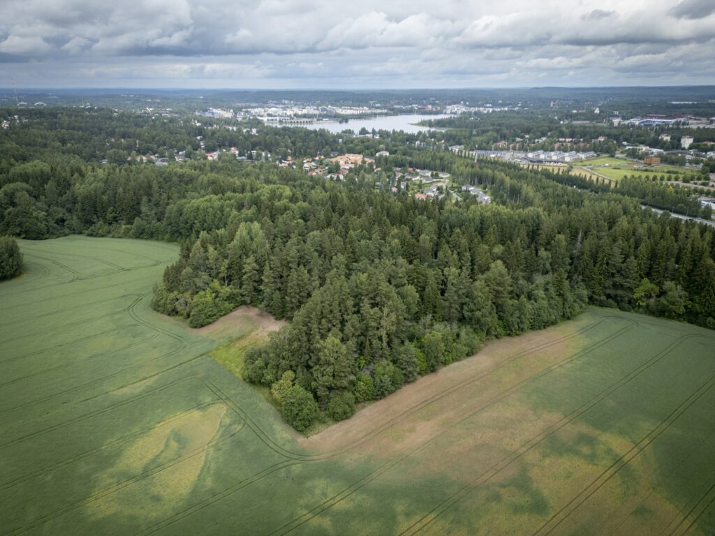 A strip of forest extending into the field.