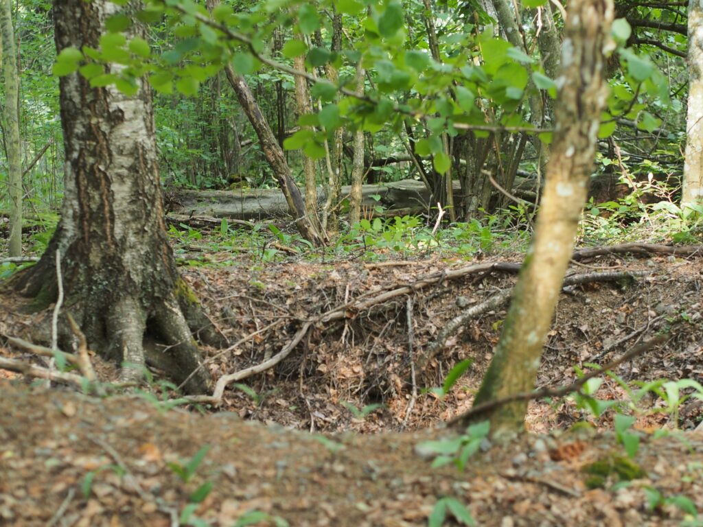 A pit in the forest with tree roots at its edge.
