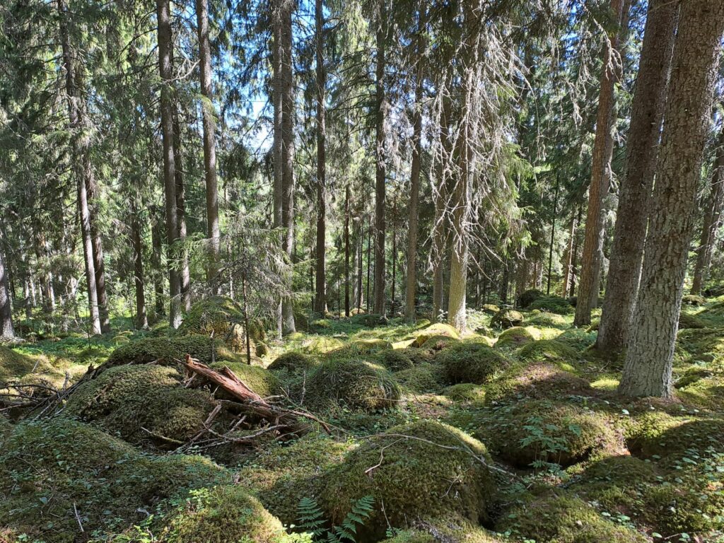 A forest landscape with many moss-covered stones.
