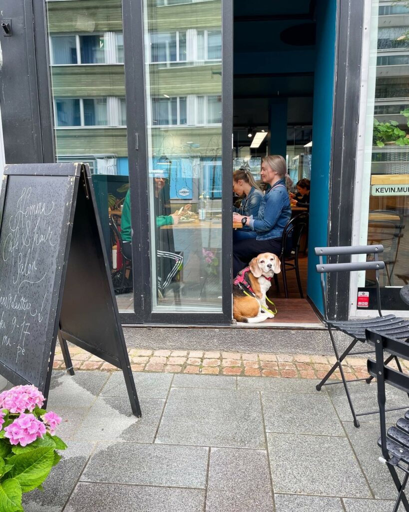 Dog at the entrance of the Hemma restaurant