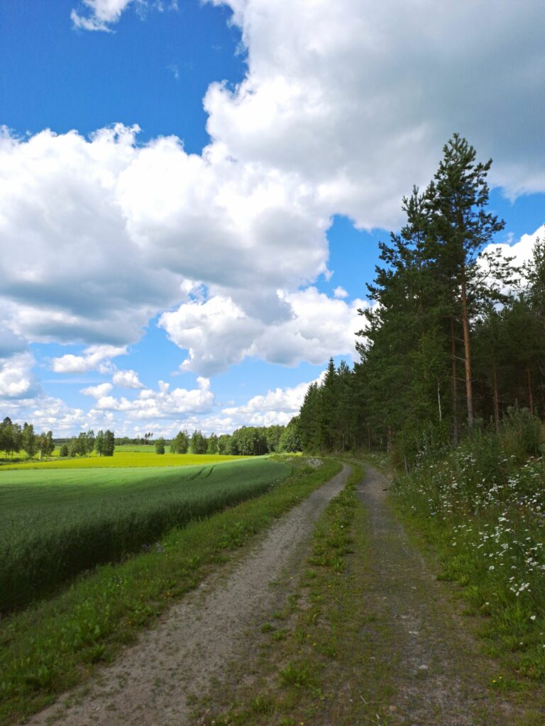 Pellon ja metsän välissä kulkeva tie.