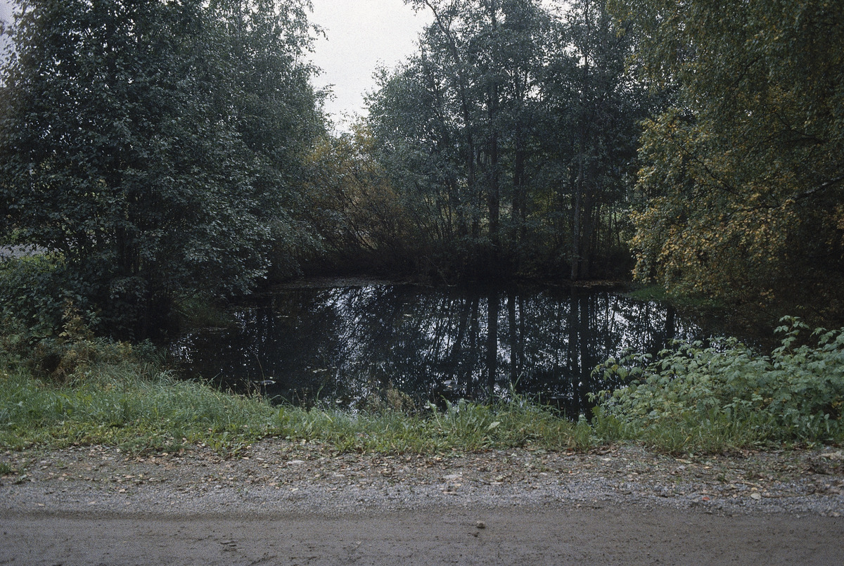 A forest pond with a path running in front of it.