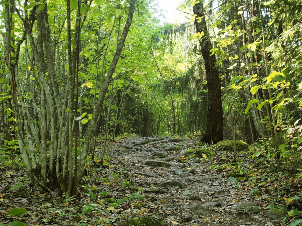 Metsässä kulkeva kivinen polku.