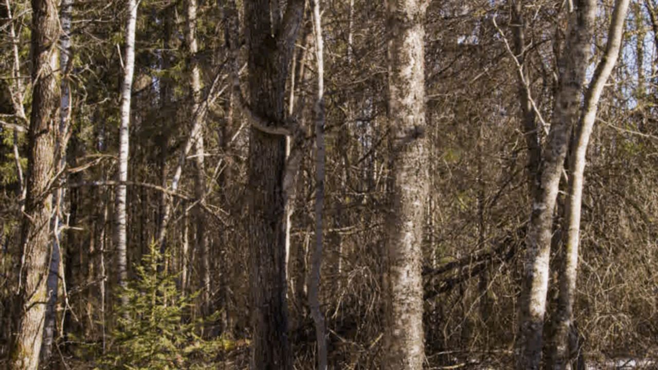Eija-Liisa Ahtila, April ≈ 61°01′ 24°27′